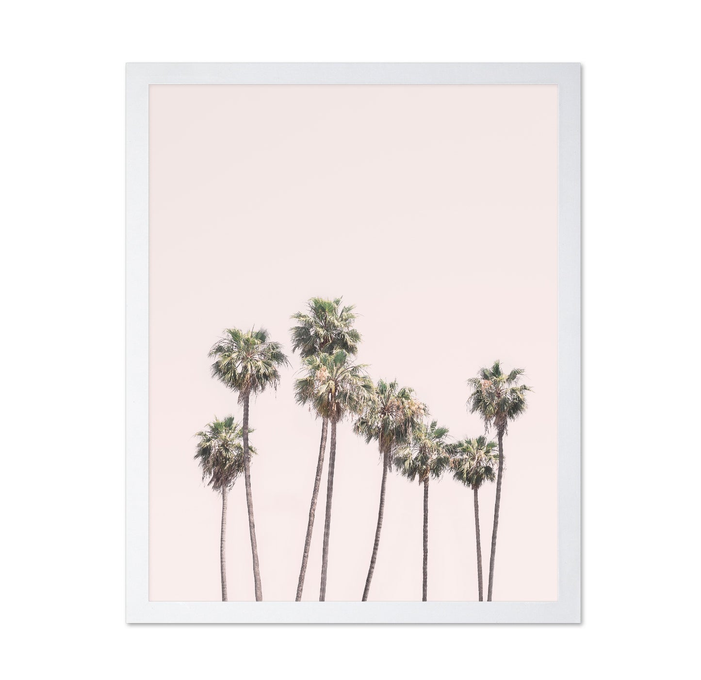 Blush Palms