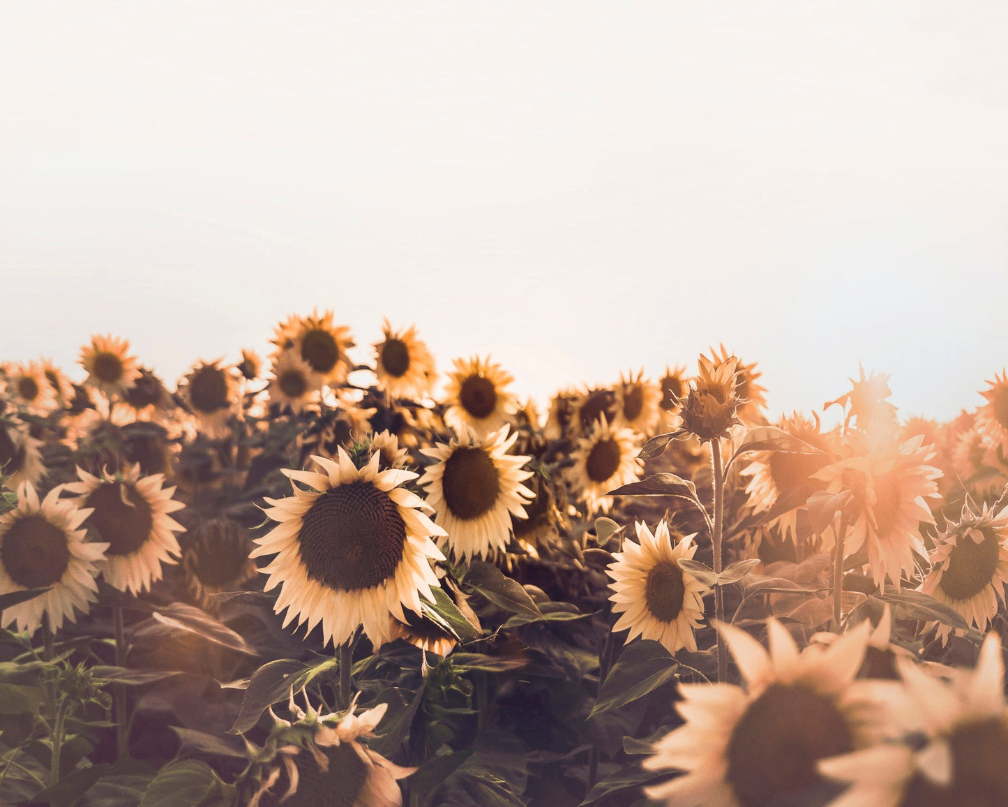 Sunflowers No 2