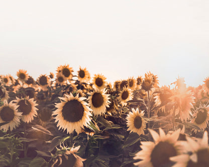 Sunflowers No 2