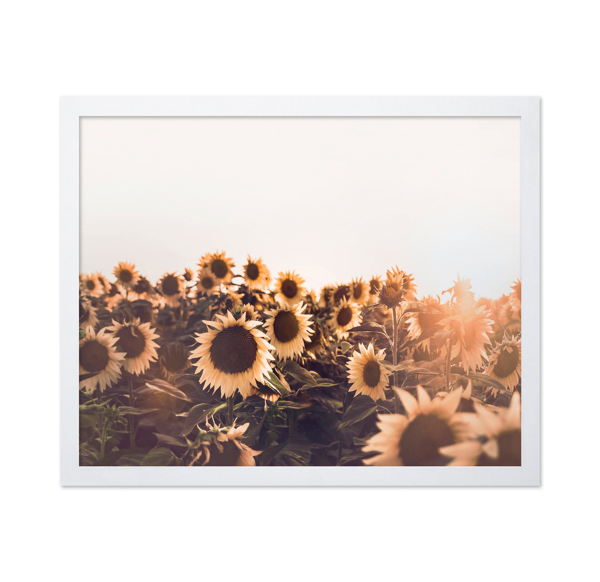 Sunflowers No 2