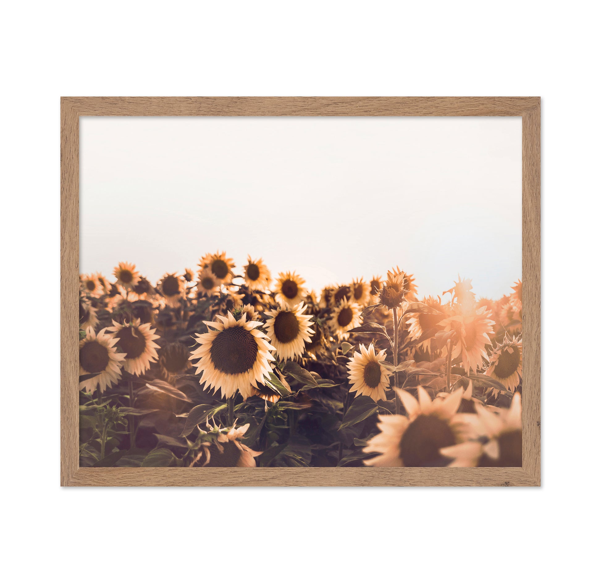 Sunflowers No 2