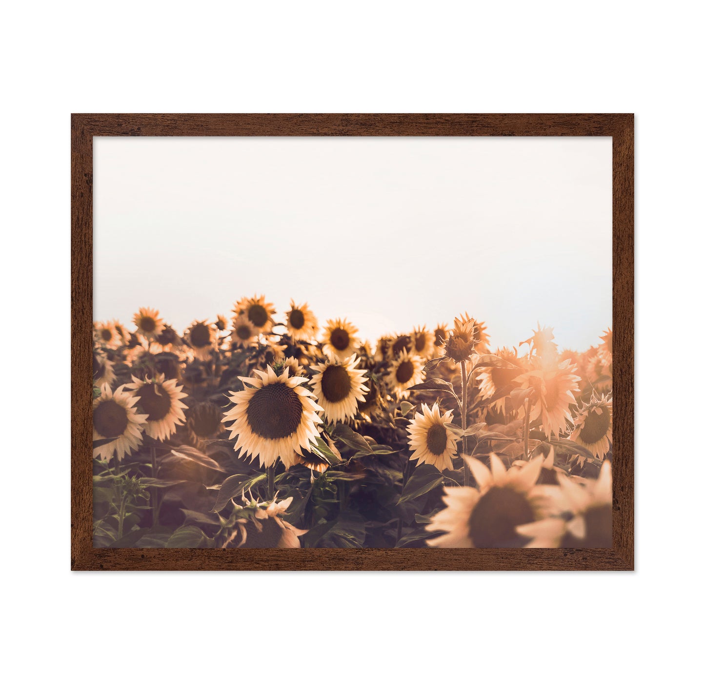 Sunflowers No 2