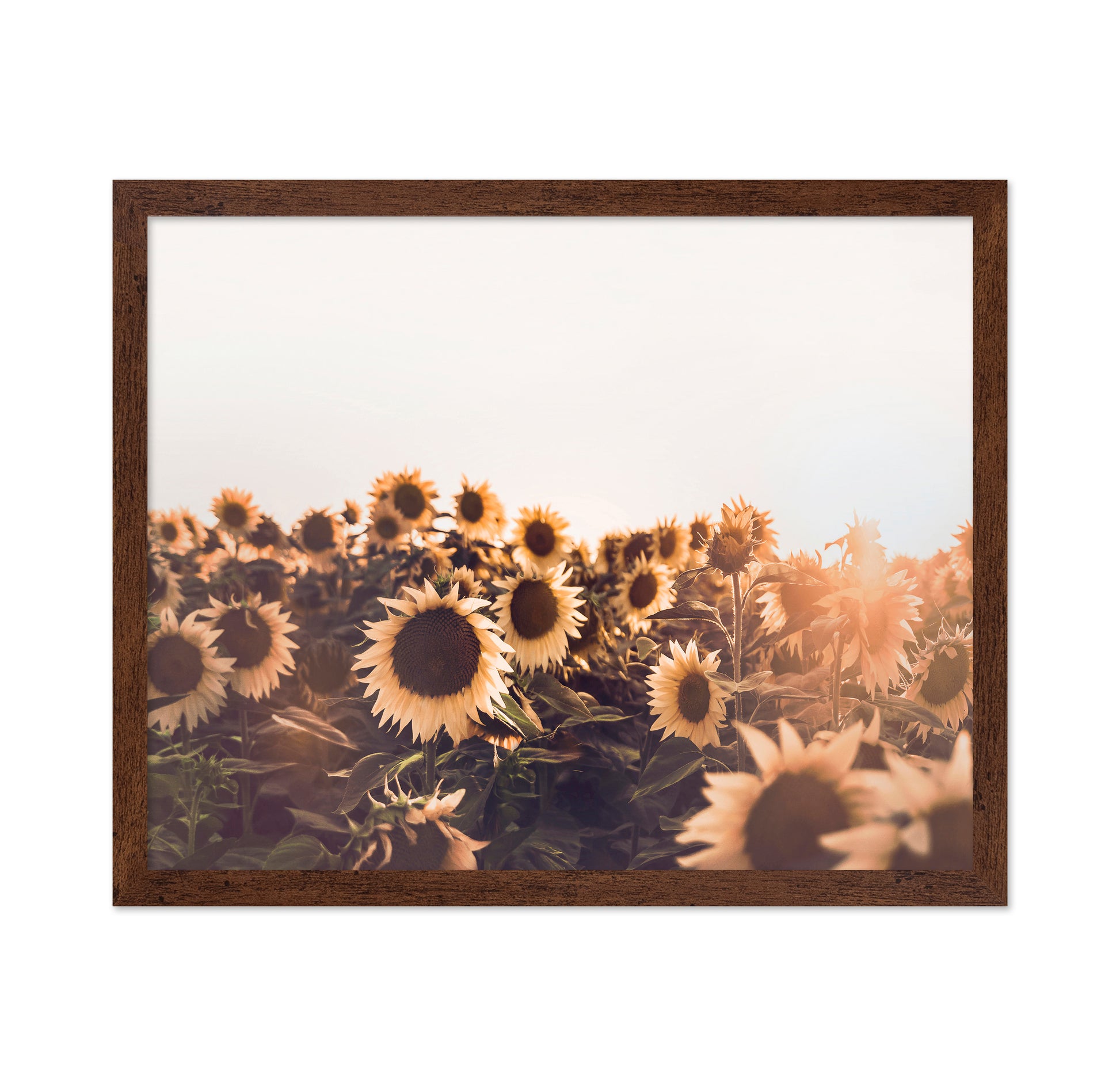 Sunflowers No 2