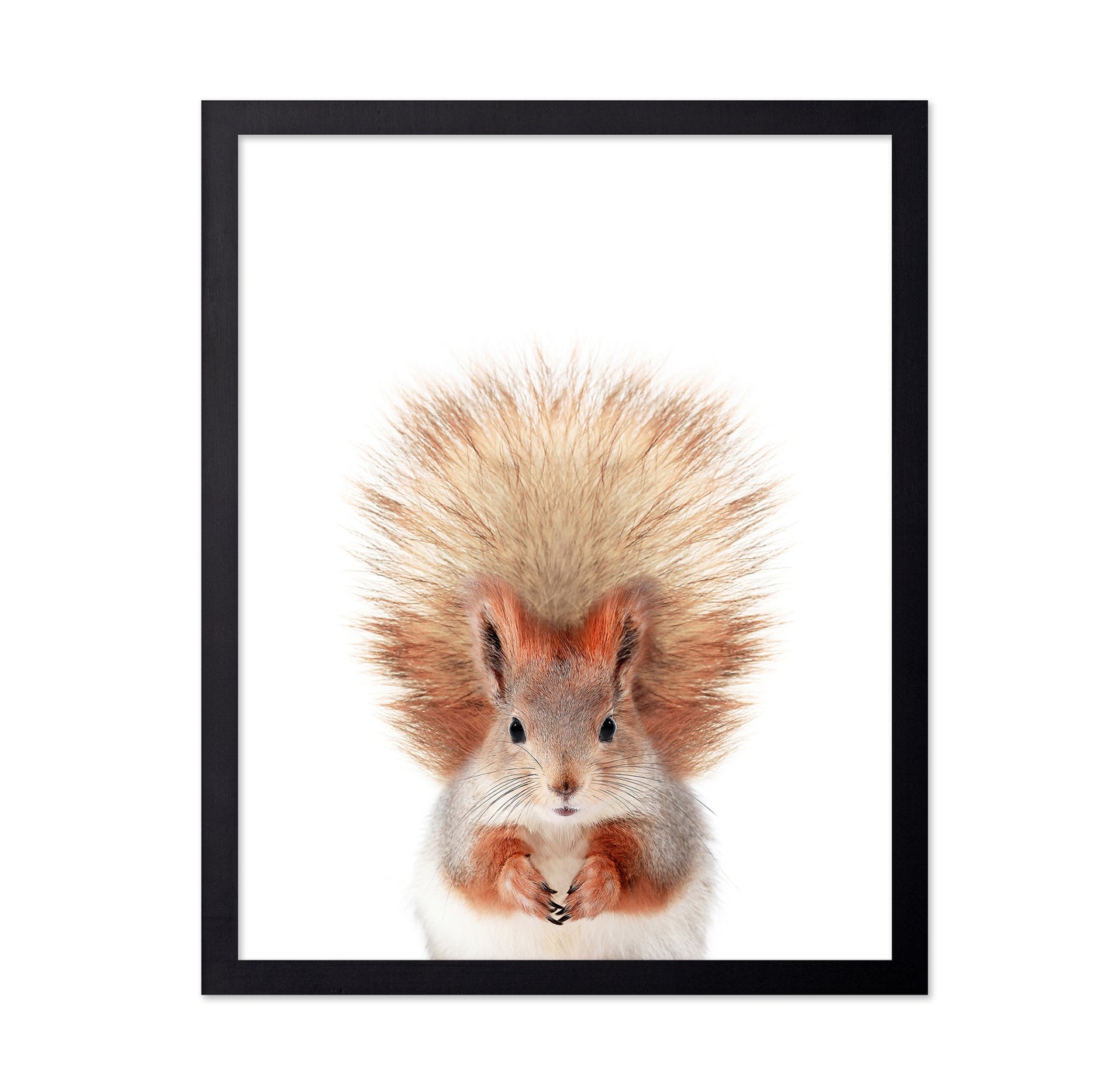 Baby Squirel