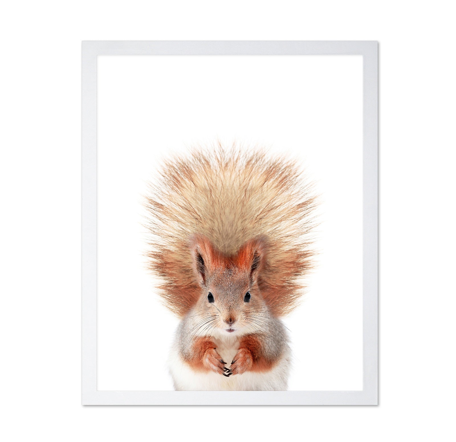Baby Squirel