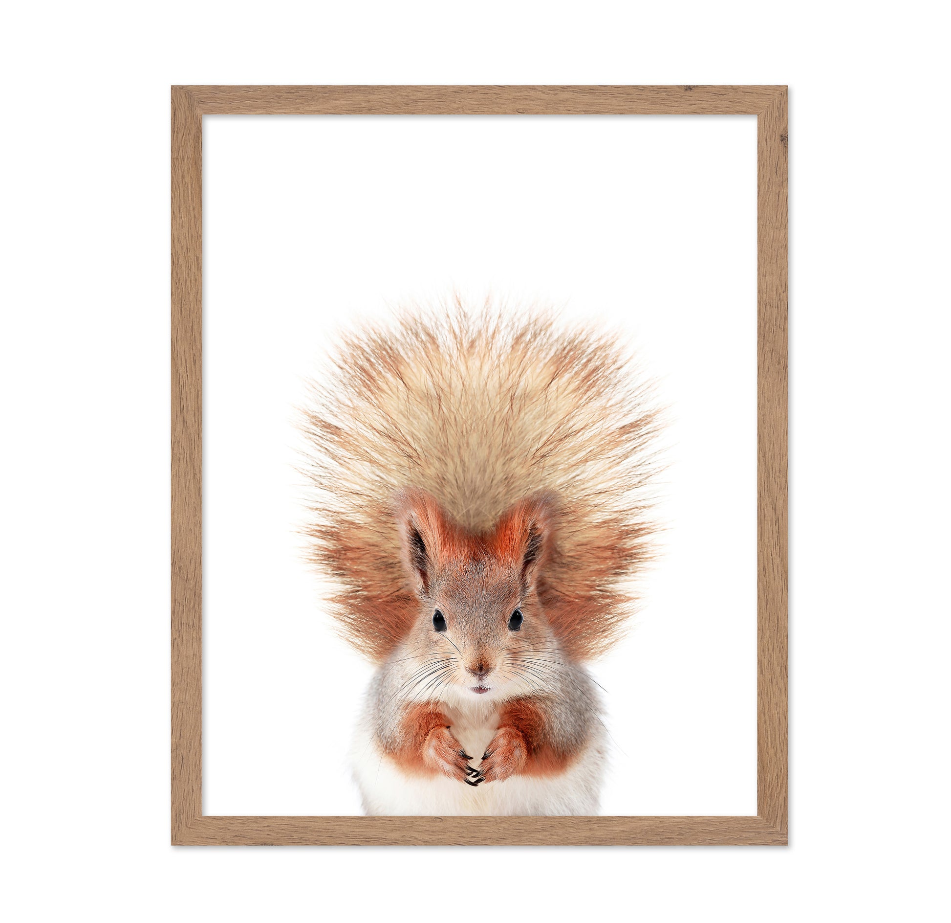 Baby Squirel