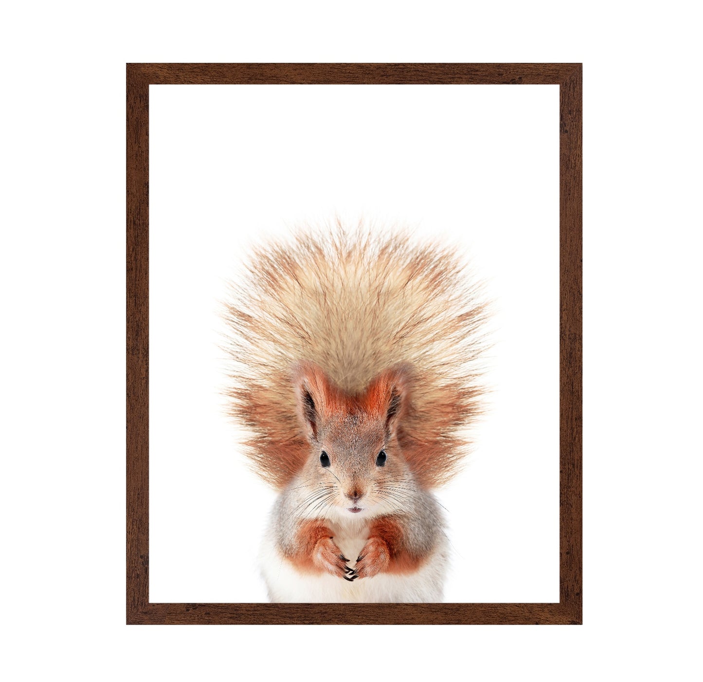 Baby Squirel