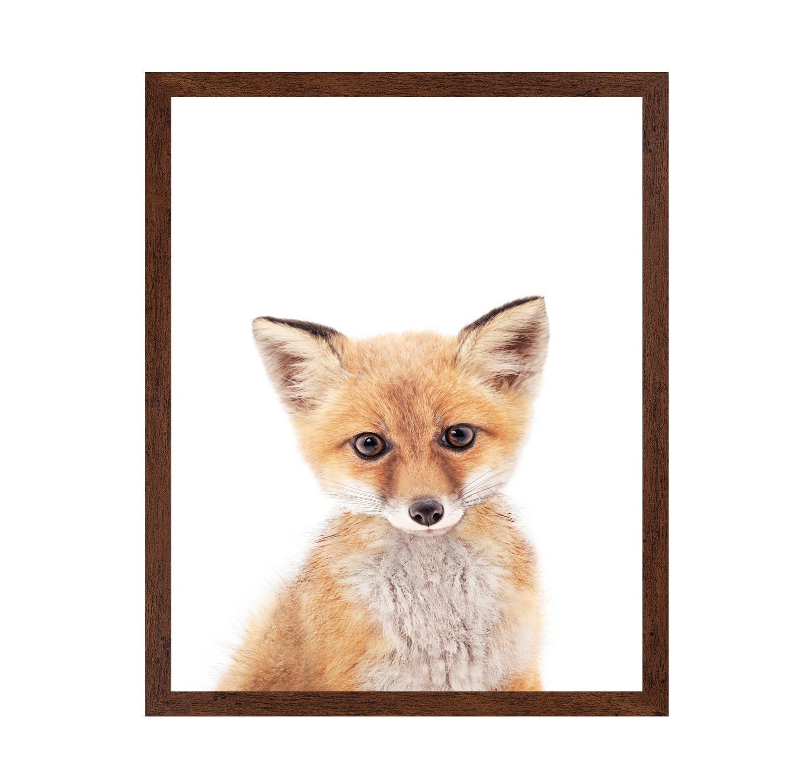 Baby Fox