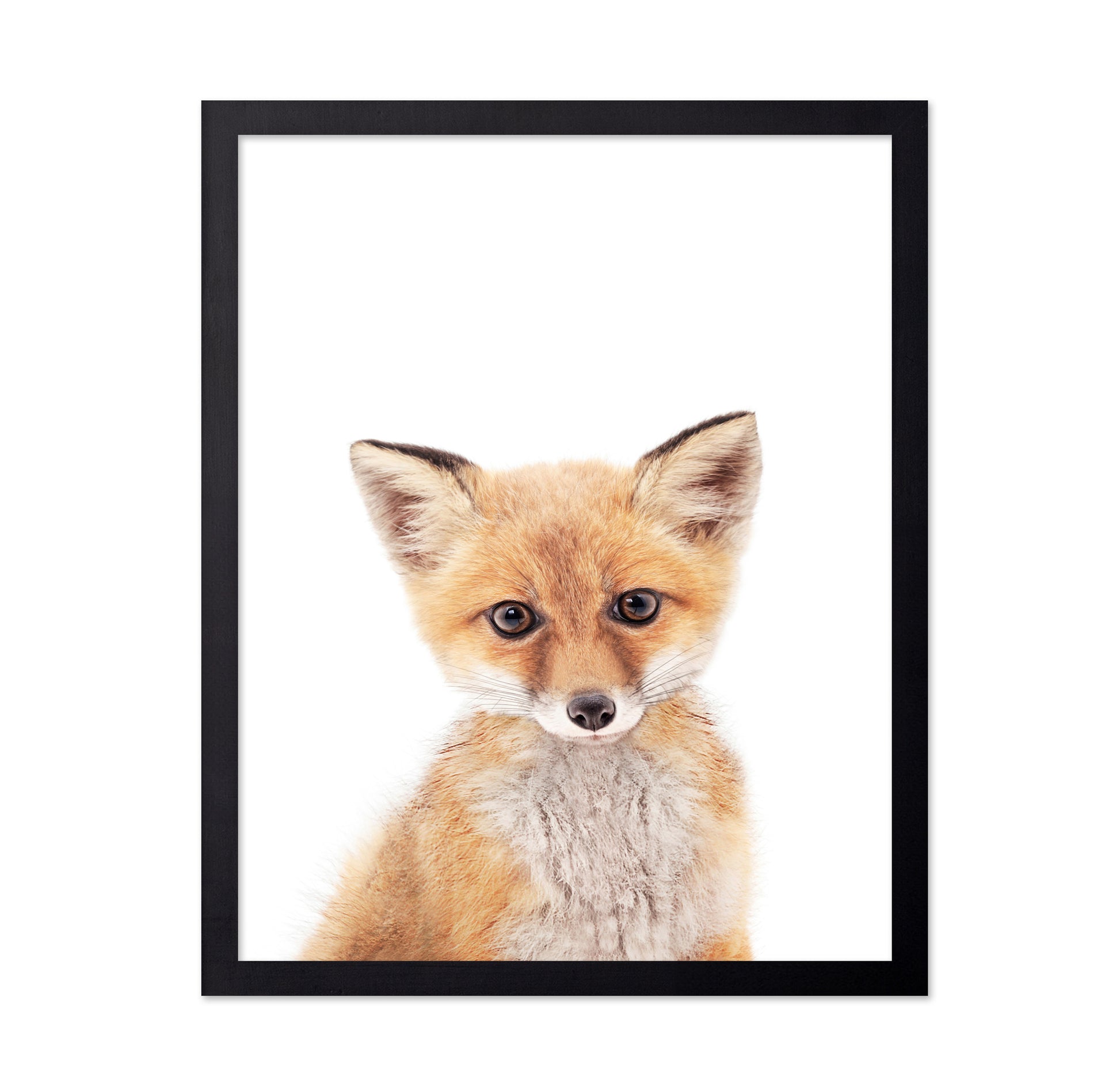 Baby Fox