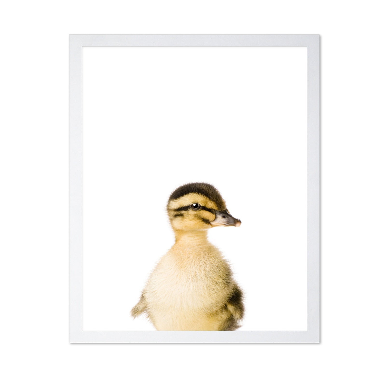 Baby Duck