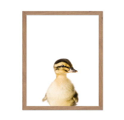Baby Duck
