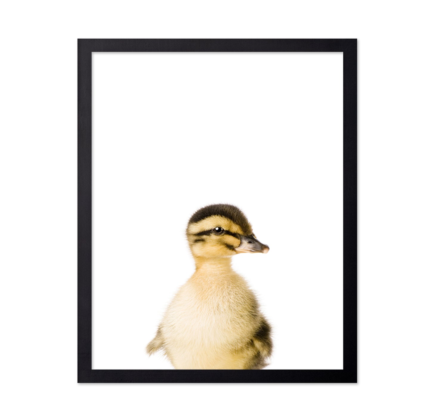 Baby Duck