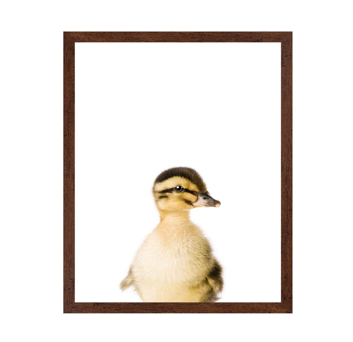 Baby Duck