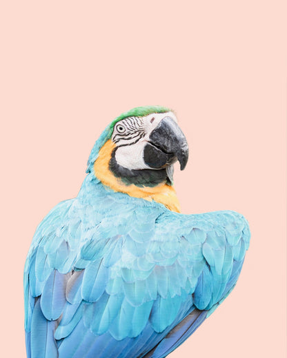 Blue Macaw