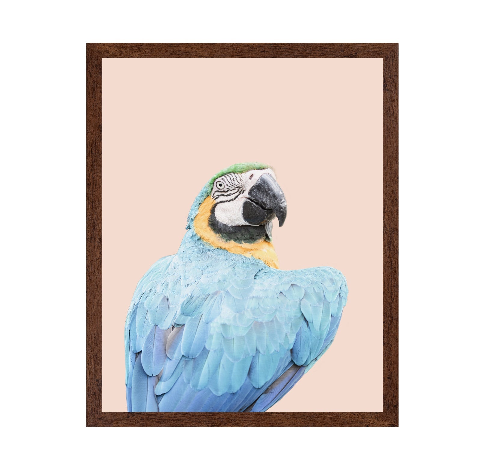 Blue Macaw