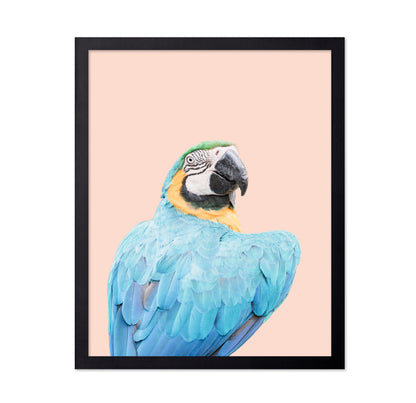 Blue Macaw