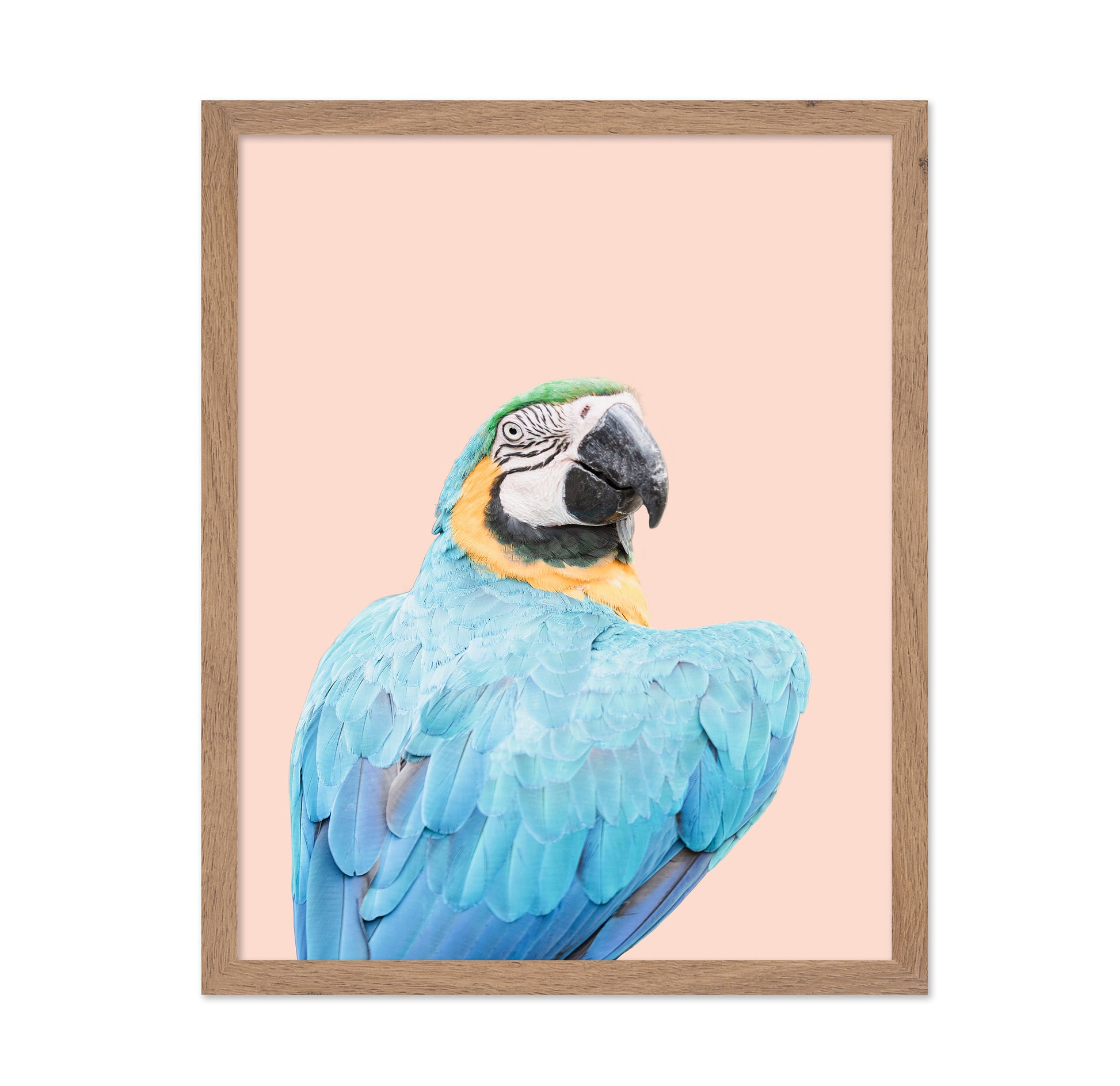 Blue Macaw