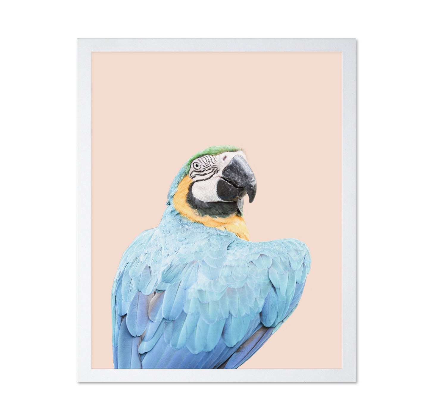 Blue Macaw