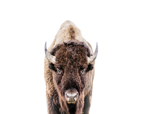 Bison No 2