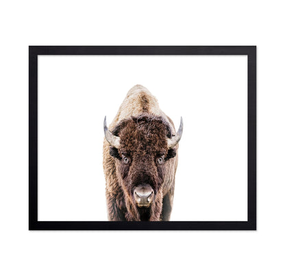 Bison No 2