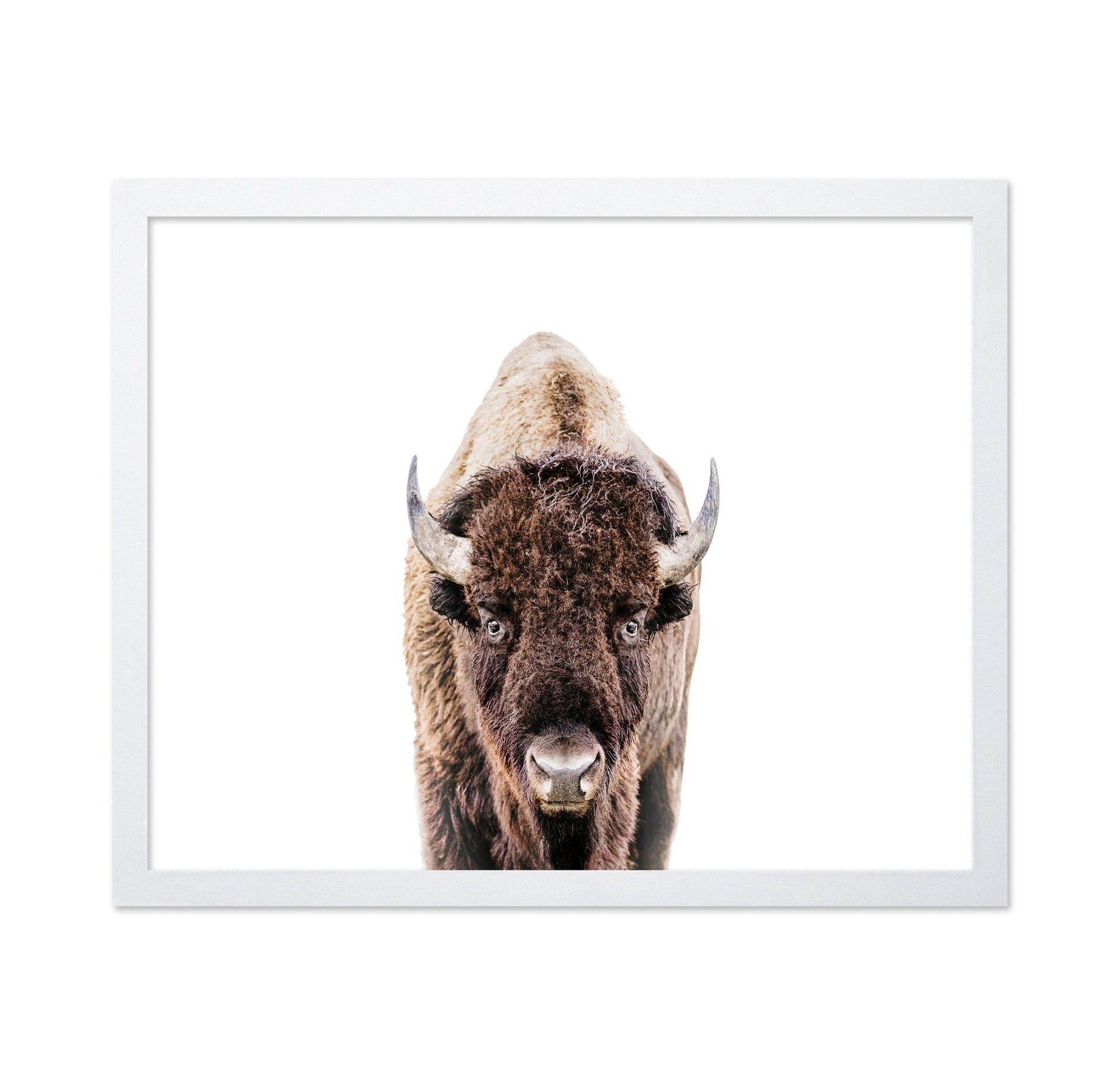 Bison No 2