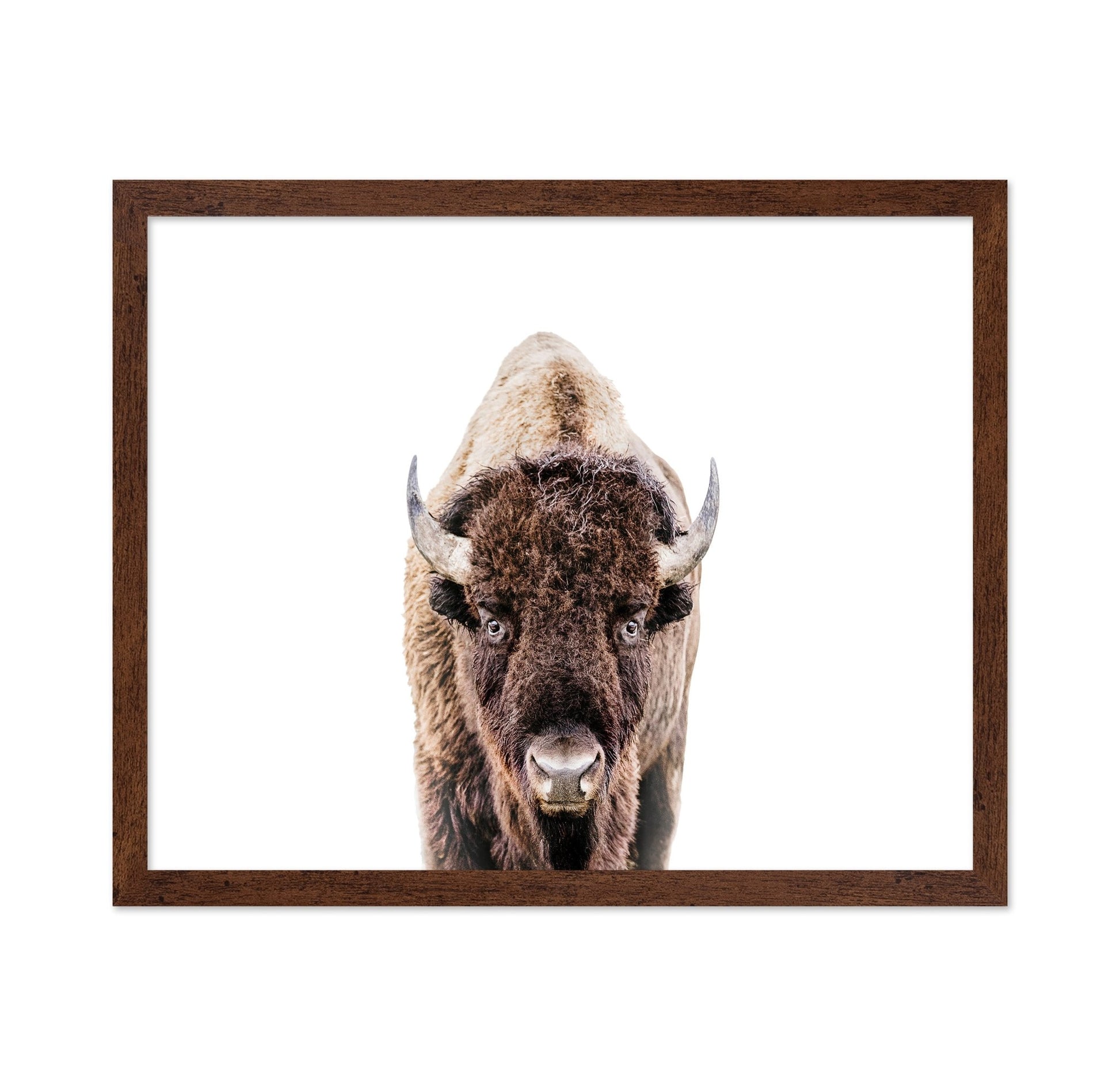 Bison No 2