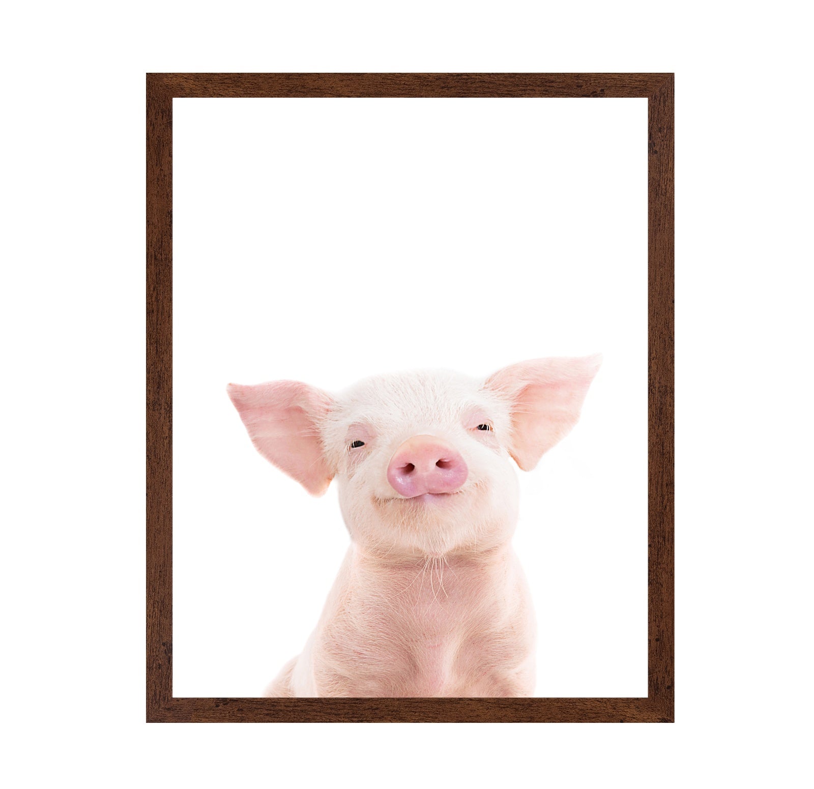 Baby Pig