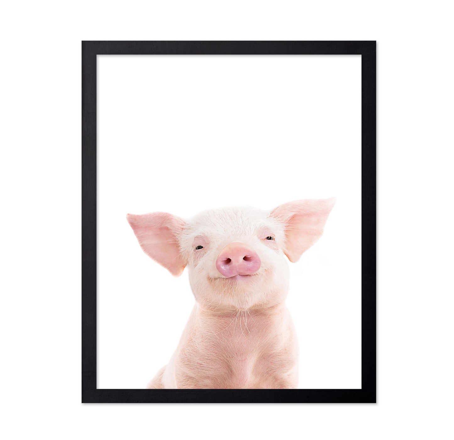 Baby Pig