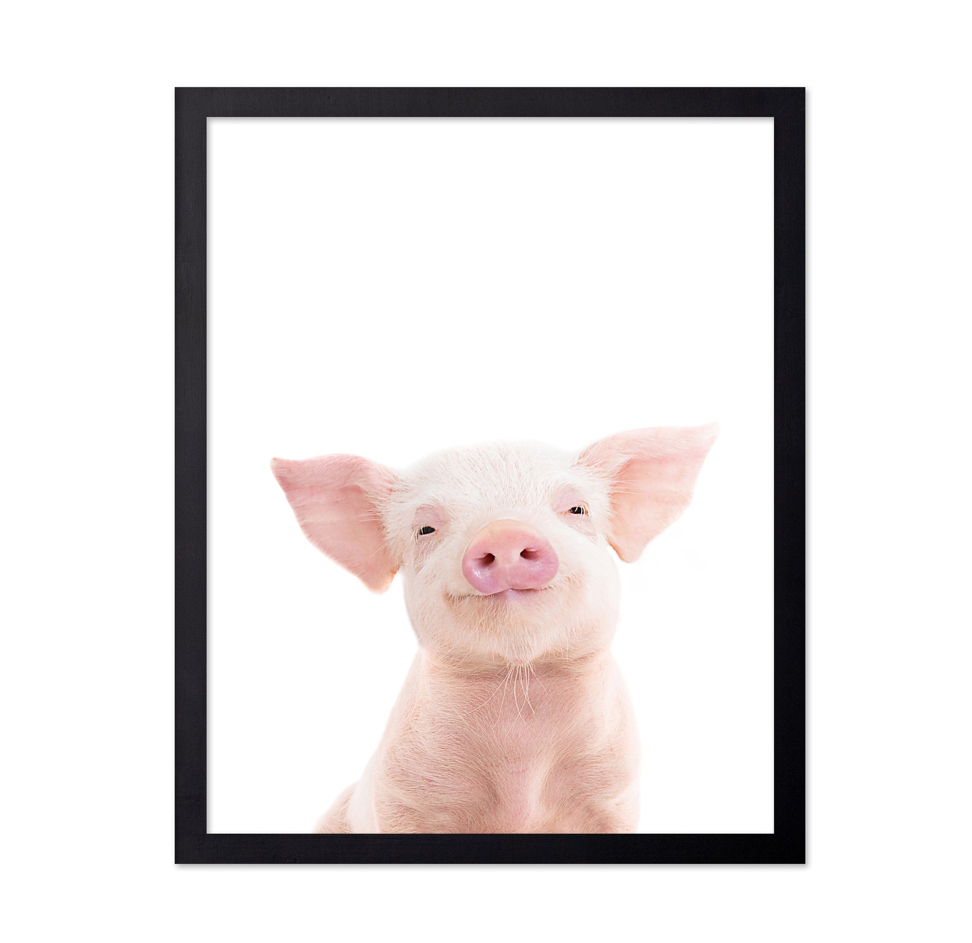 Baby Pig