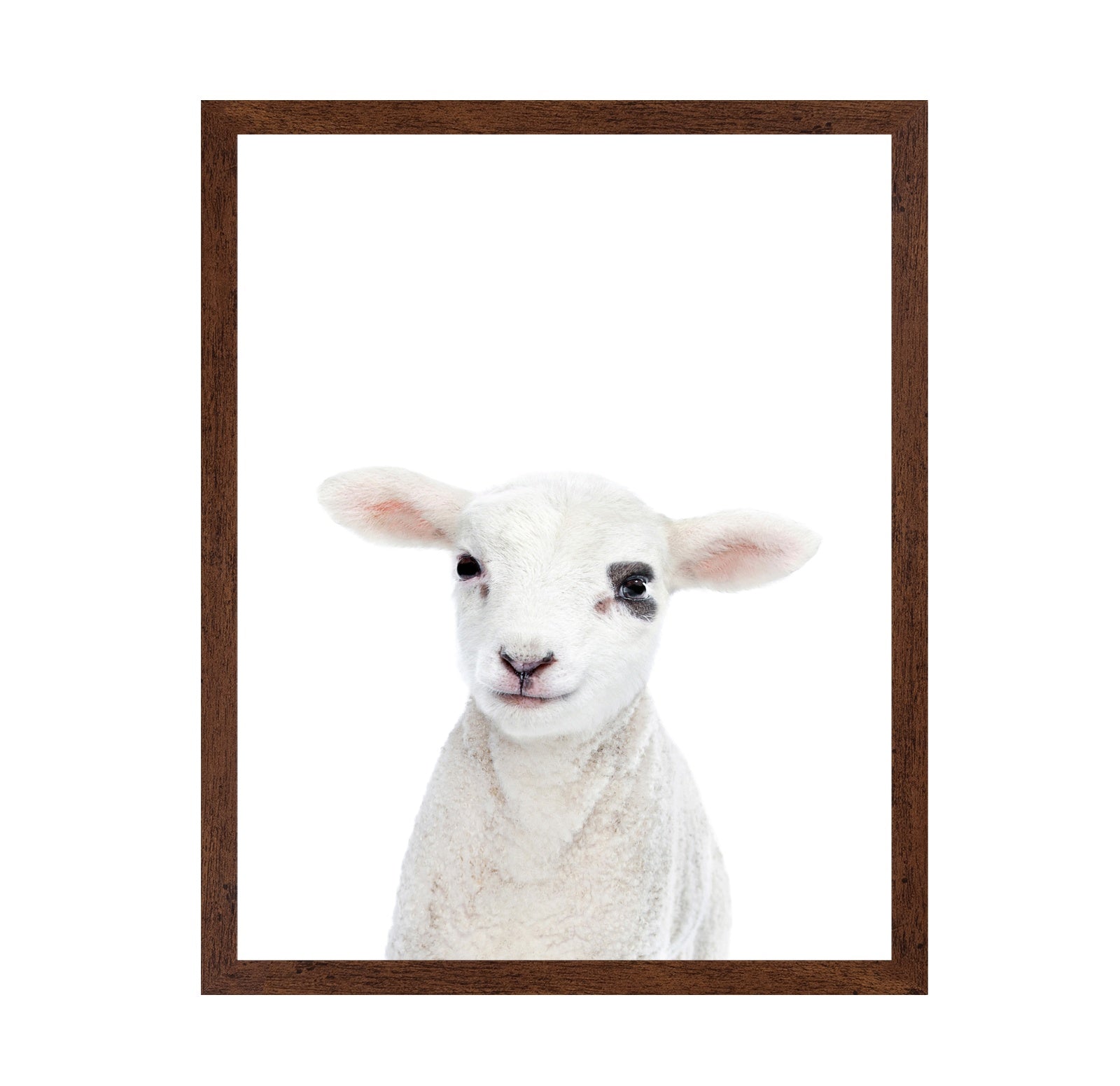 Baby Lamb
