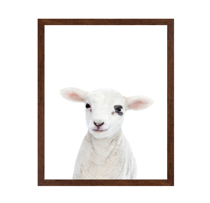Baby Lamb