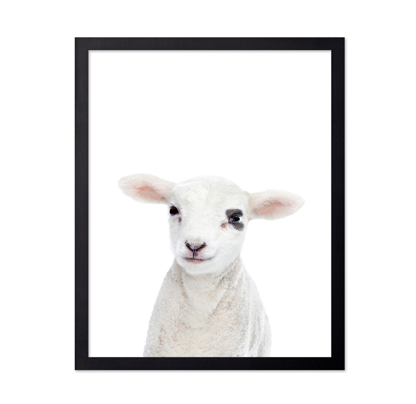 Baby Lamb