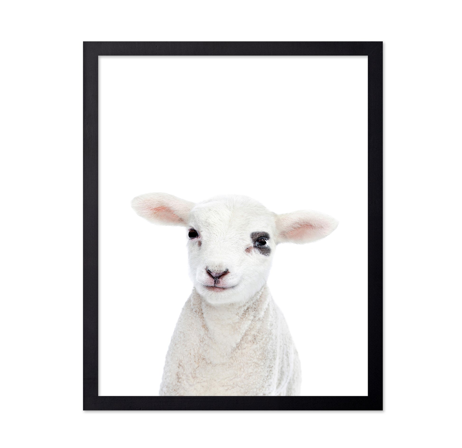 Baby Lamb