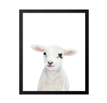 Baby Lamb