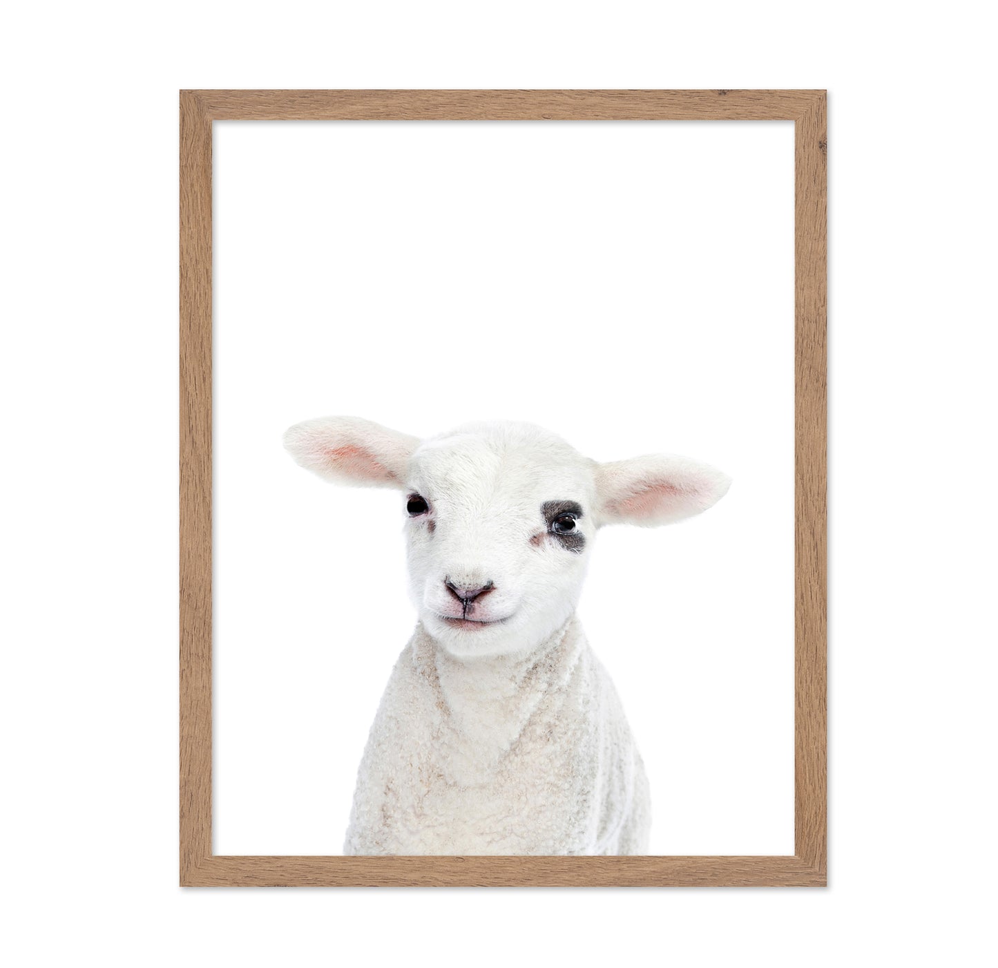 Baby Lamb