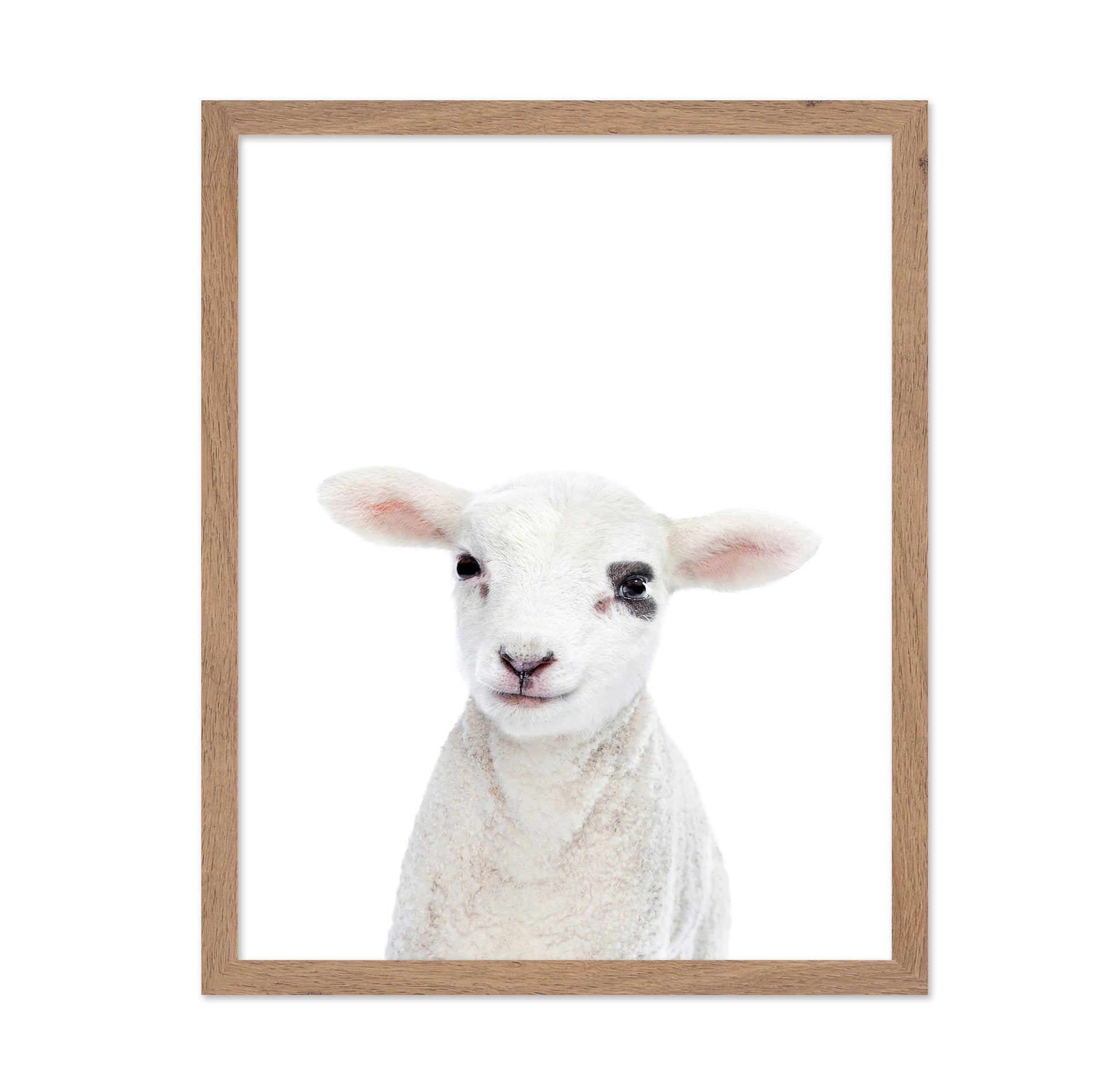 Baby Lamb