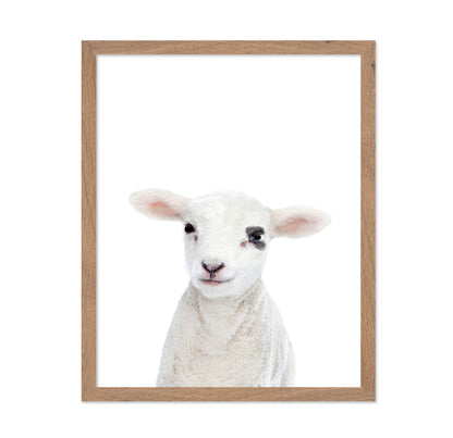 Baby Lamb