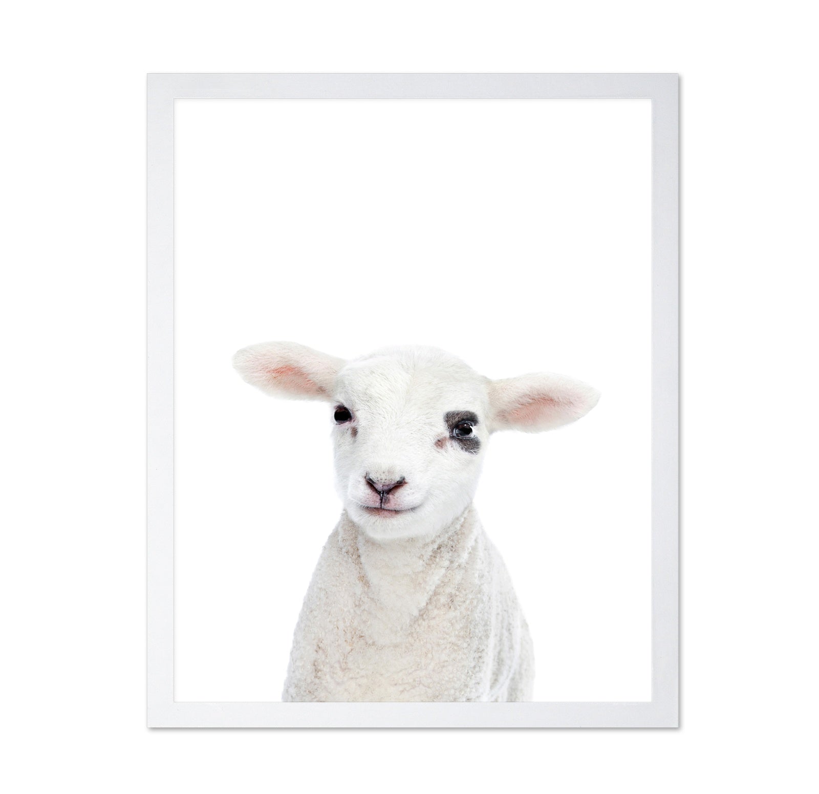 Baby Lamb