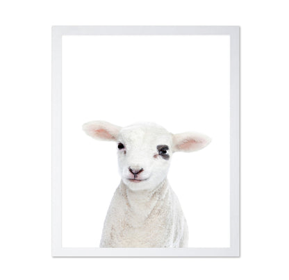 Baby Lamb