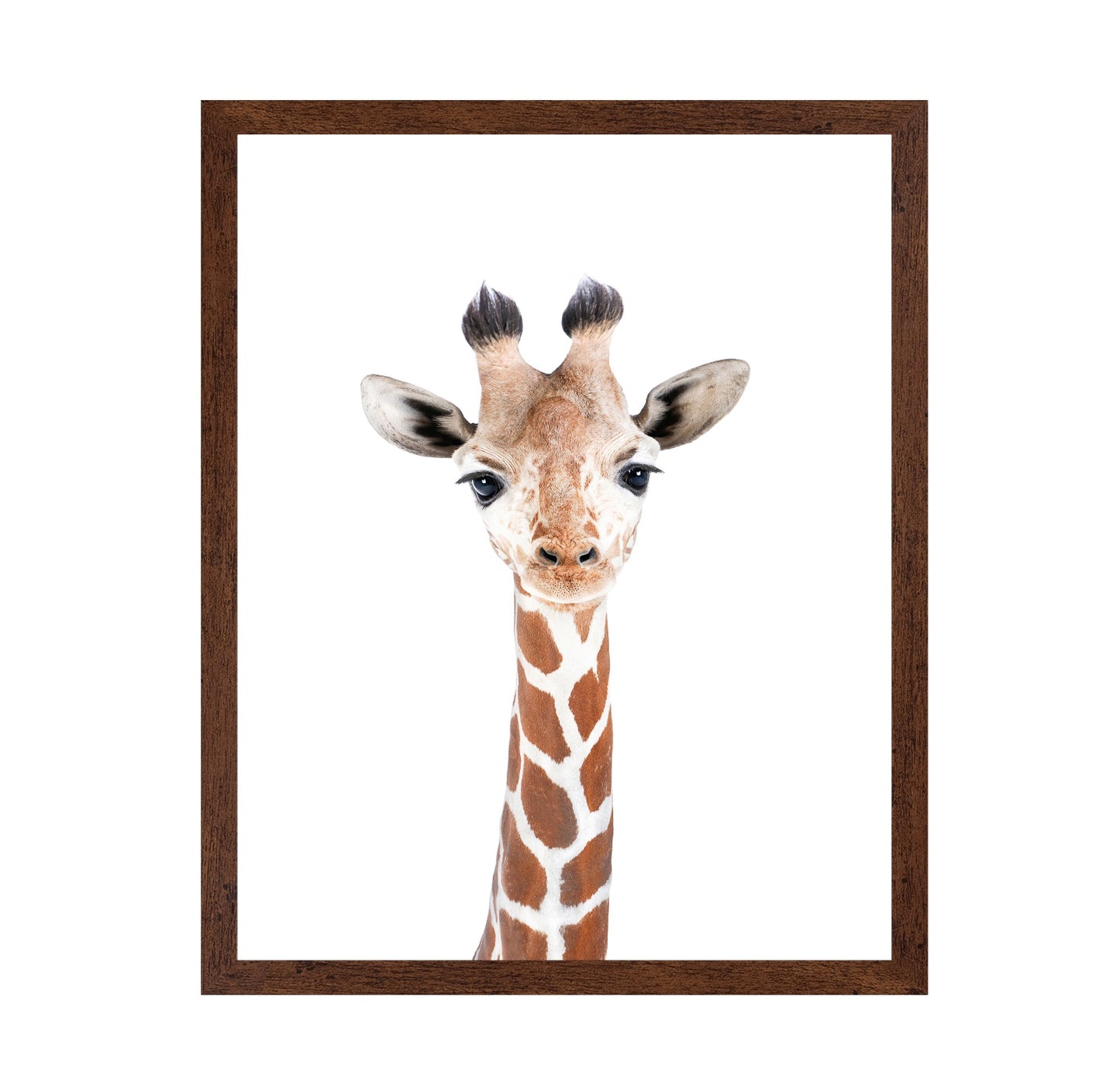 Baby Giraffe