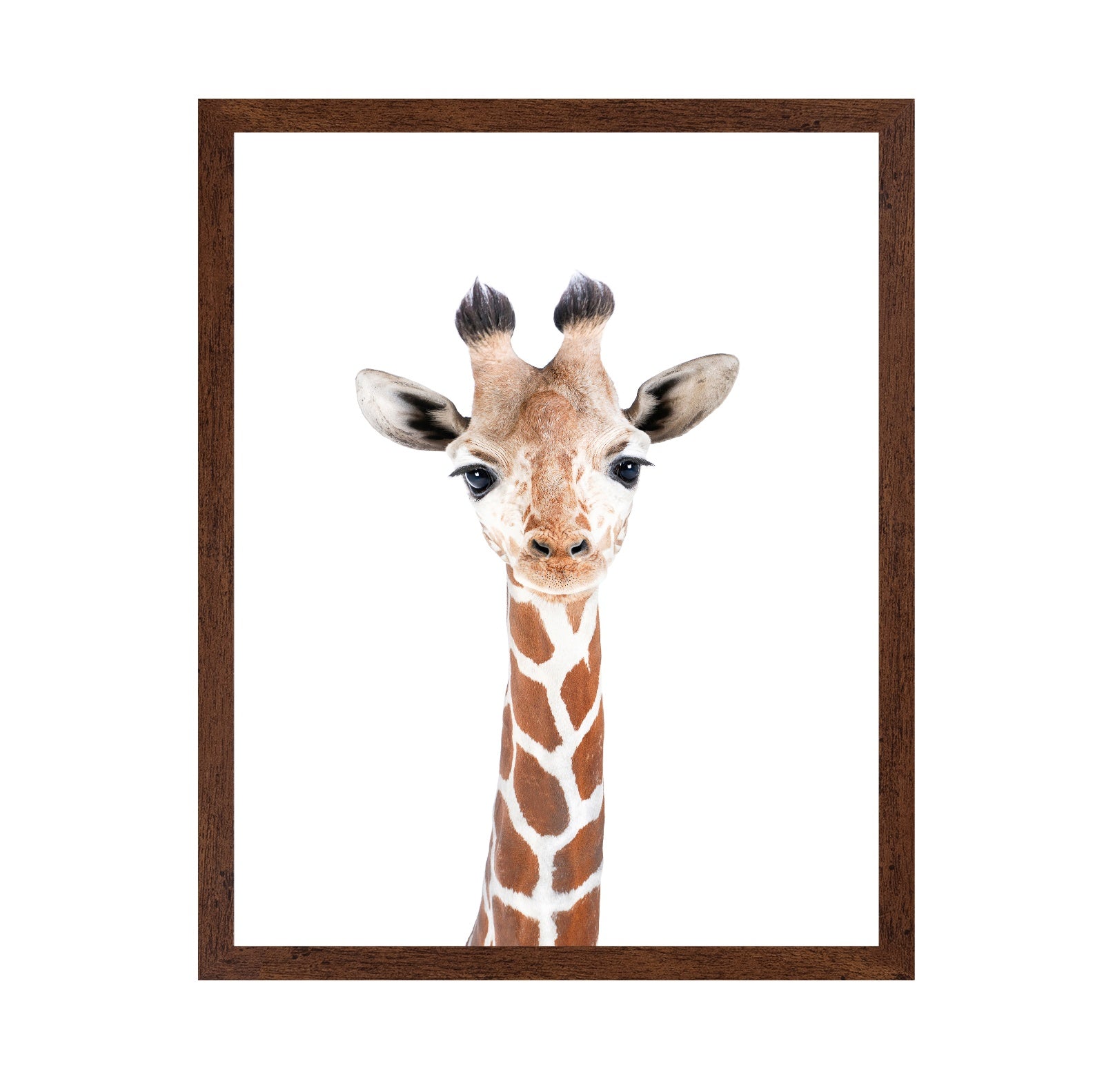 Baby Giraffe