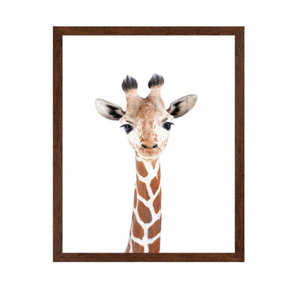 Baby Giraffe