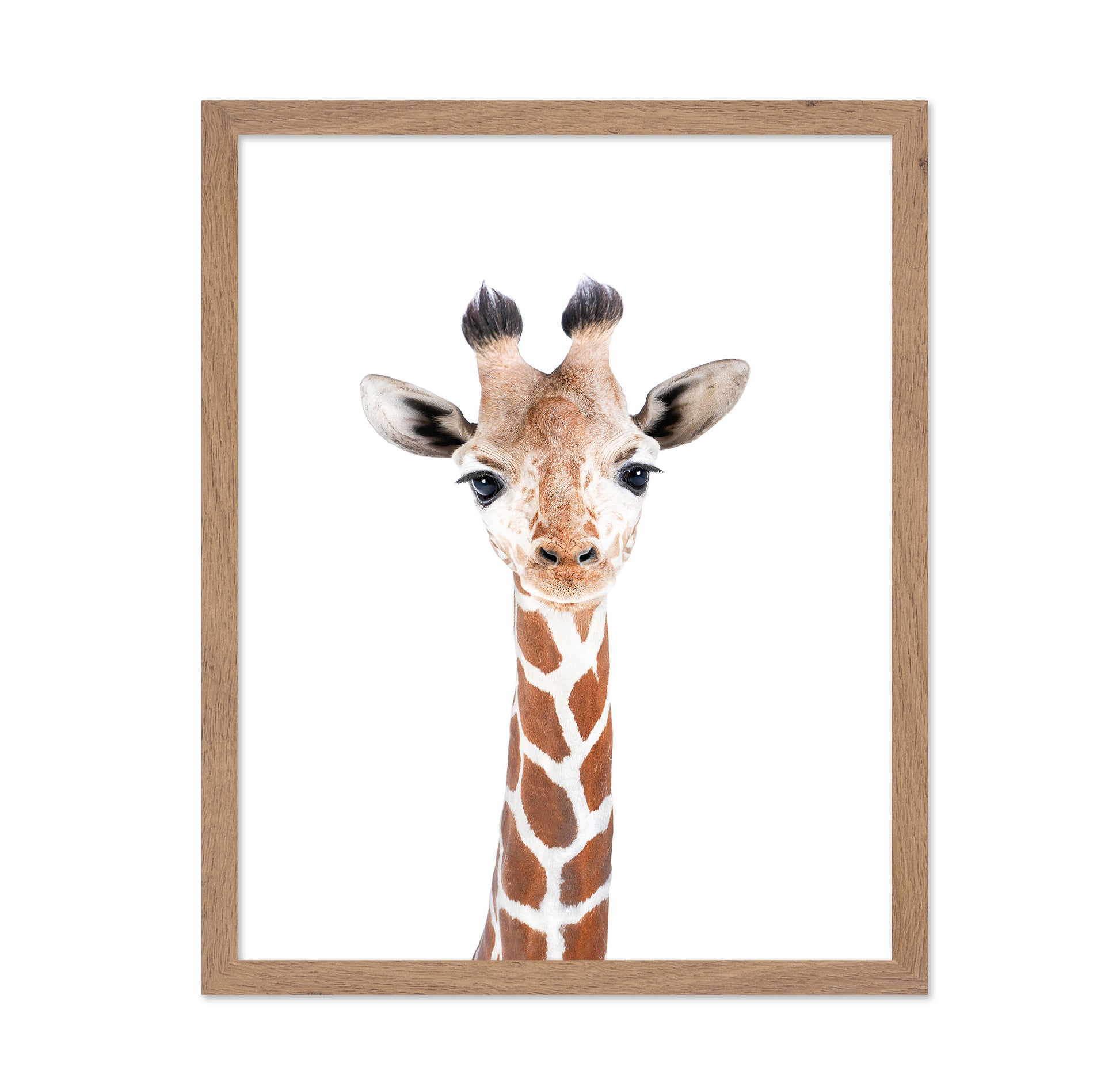 Baby Giraffe