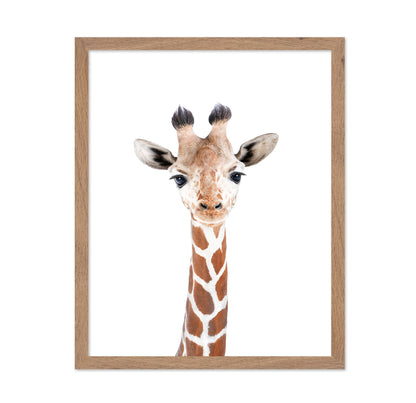 Baby Giraffe