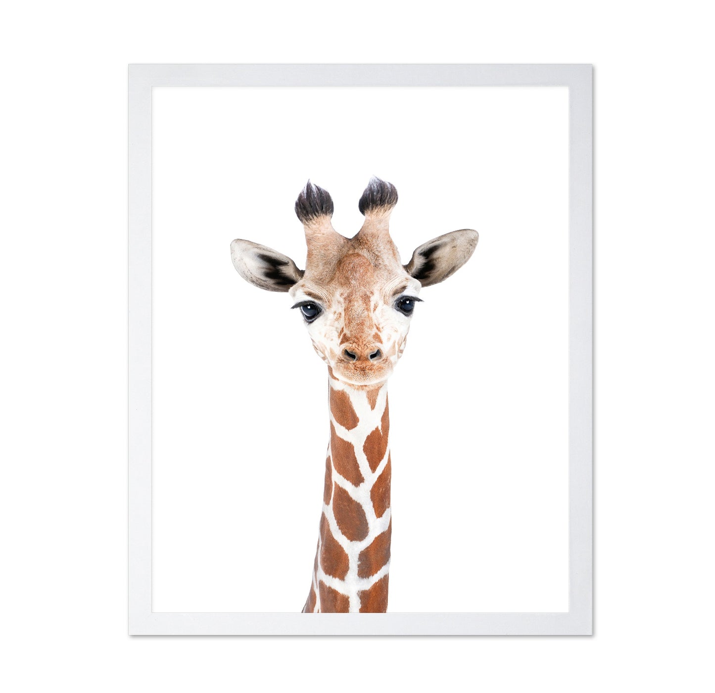 Baby Giraffe