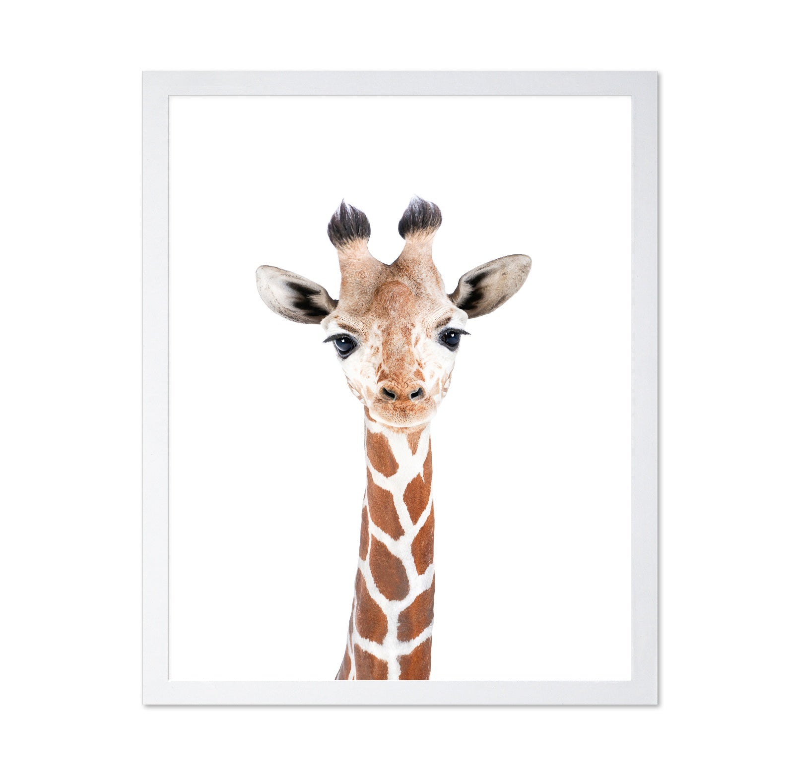 Baby Giraffe