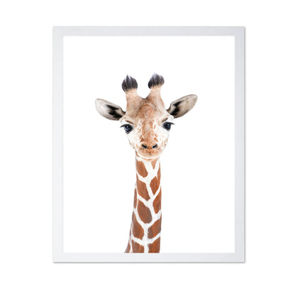 Baby Giraffe