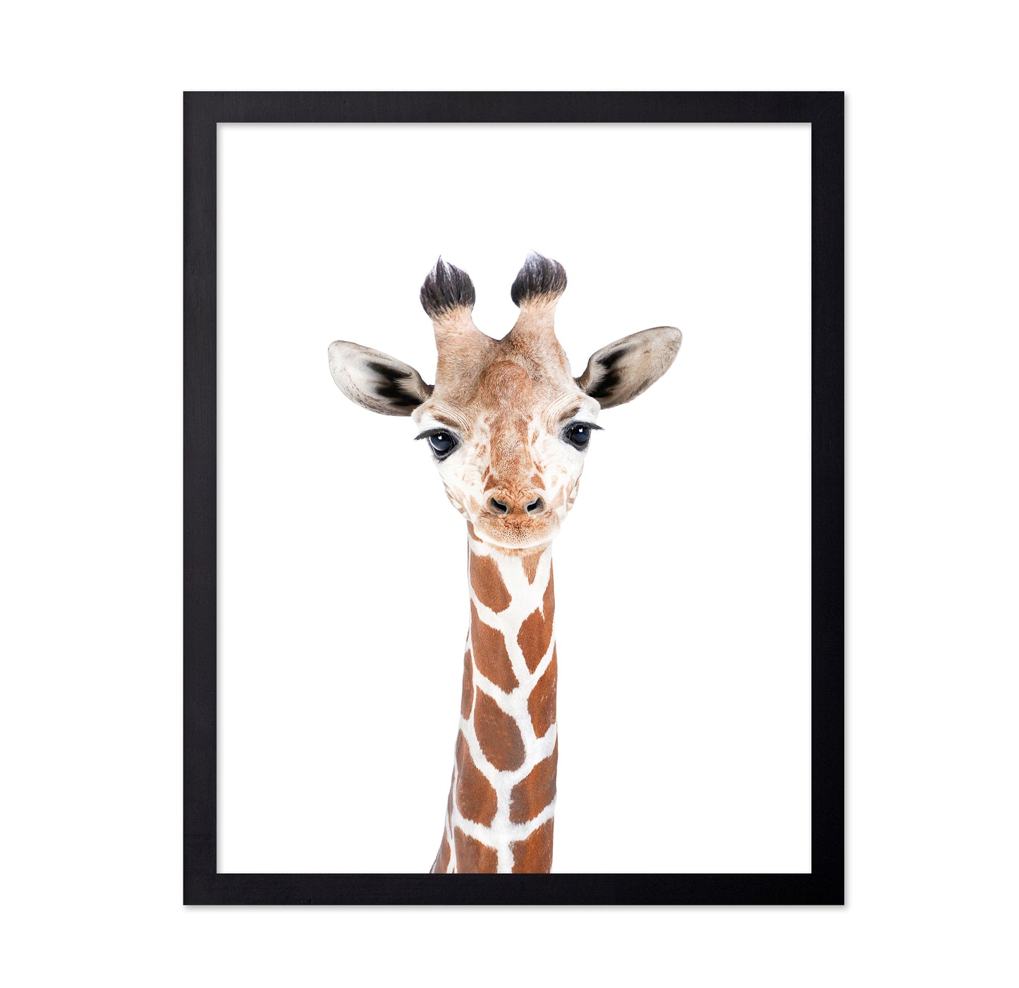 Baby Giraffe