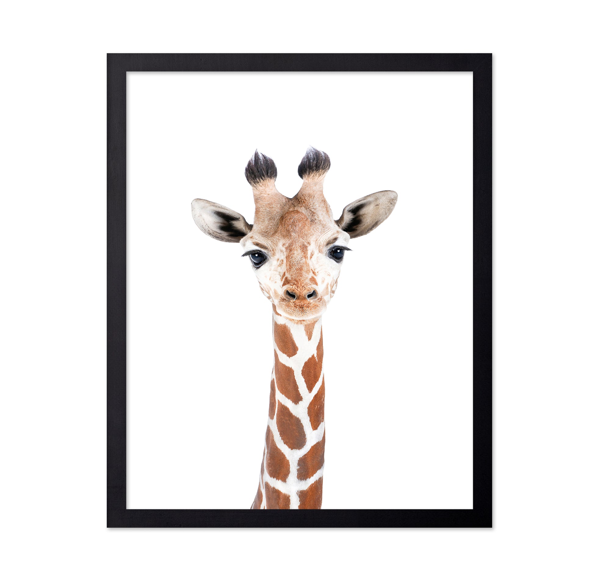 Baby Giraffe