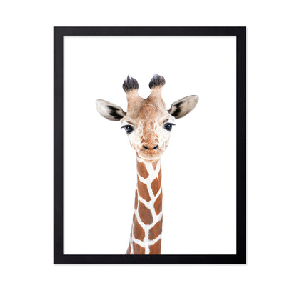 Baby Giraffe